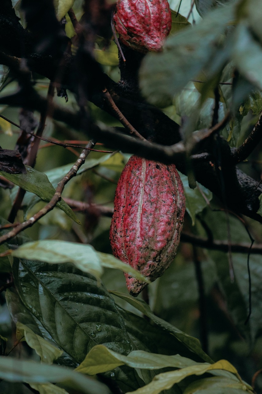 isuru-ranasinha-eTNL8rRFAI8-unsplash – nagy